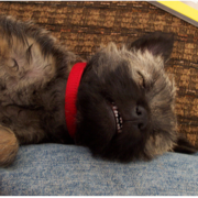 Sleeping Cairn Terrier puppy with its teeth showing.PNG
