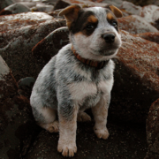 Young Blue Heeler puppy on rocks on the beach.PNG
