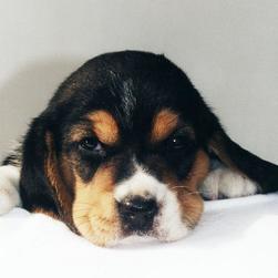 beagle puppy cute face.jpg
