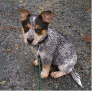 Wet Blue Heeler puppy.PNG
