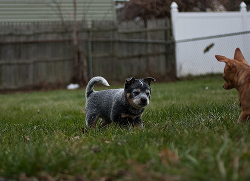Young Australian Blue Heeler puppy playing in garden with its friend.PNG

