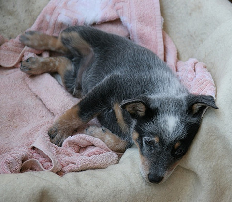 Young Blue Heeler puppy chilling on its dog bed.PNG
