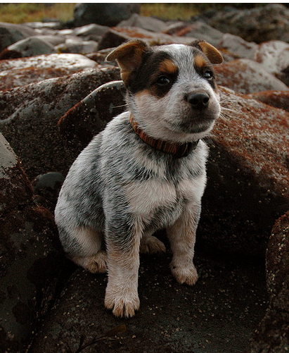 Young Blue Heeler puppy on rocks on the beach.PNG
