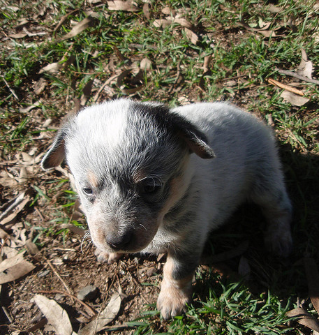 Young Blue Heeler puppy photo.PNG
