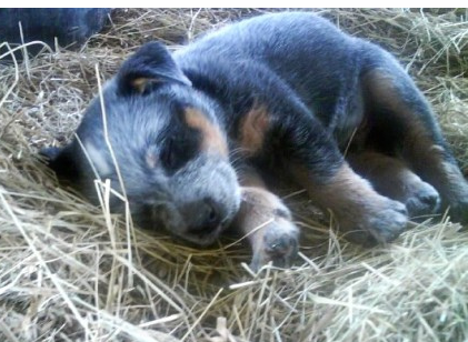 Young Blue Heeler puppy sleepying.PNG
