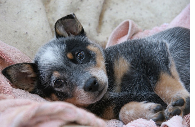 Young puppy picture of a Blue Heeler dog.PNG

