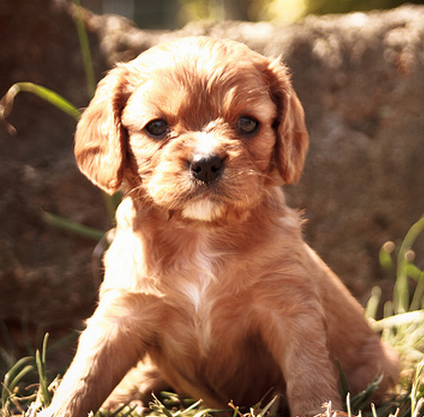 Young Cavalier King dog pictures.PNG
