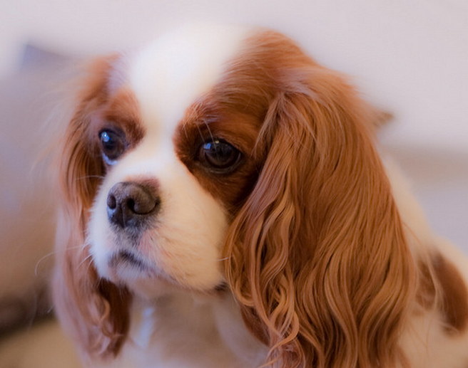 Beautiful young dog Cavalier King pup pictures.PNG

