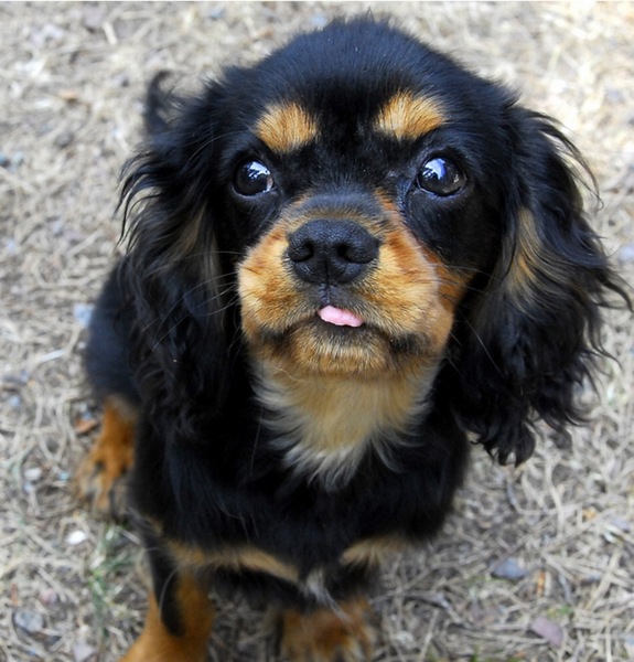 Black and tan Cavalier King puppy image.PNG

