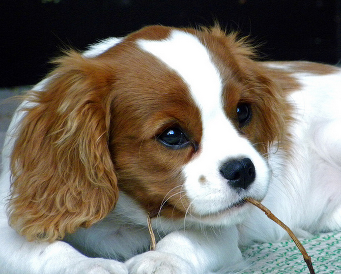 Cavalier King Charles Spaniel dog picture.PNG

