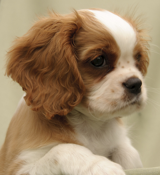 Cavalier King Charles Spaniel puppy picture in white and tan.PNG
