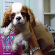 Cavalier King puppies images.PNG
