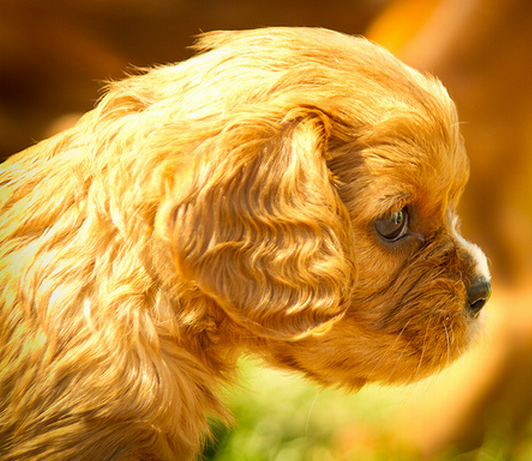 Mixed Cavalier King puppy pictures.PNG
