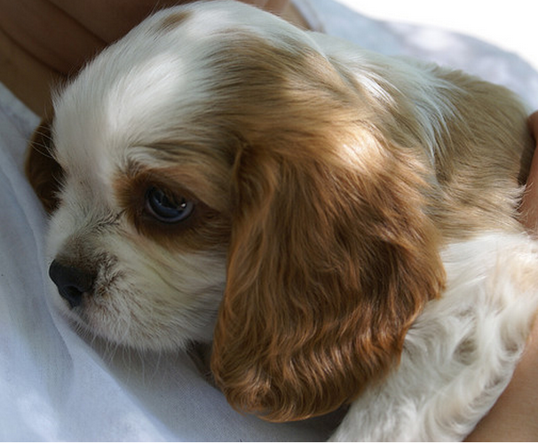 Picture of tan and white puppy Cavalier king dog.PNG
