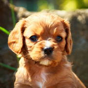 Beautiful dog pictures of a Cavalier King puppy.PNG
