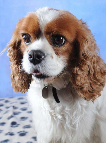 Cavalier King Charles Spaniel puppy photos.PNG
