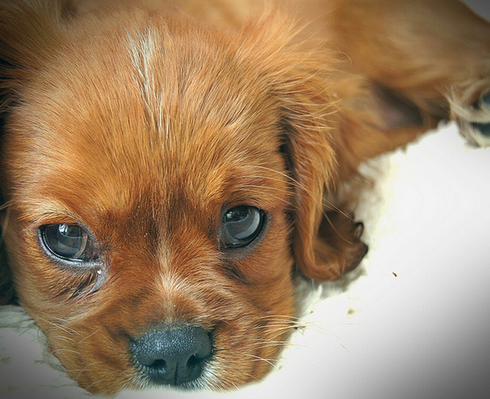 Close up picture of Cavalier King pup.PNG

