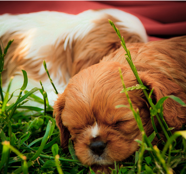 Cute Cavalier King breeders pictures.PNG
