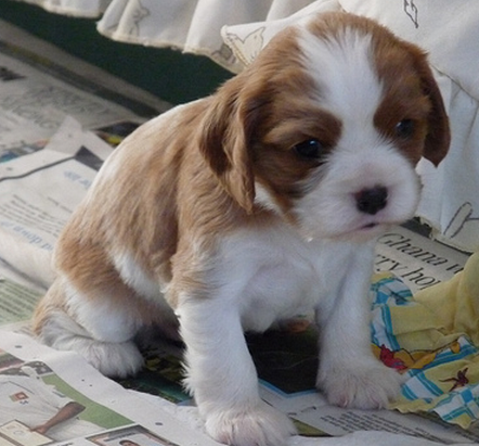 Young puppy picture of a Cavalier King dog.PNG
