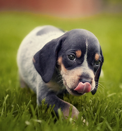 Young Coonhound puppy in black and white walking on the grass.PNG
