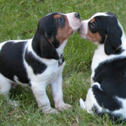 Coonhound breeders pictures.PNG

