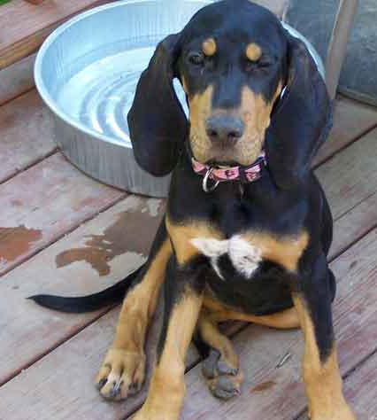 Coonhound puppy with big long ears.PNG
