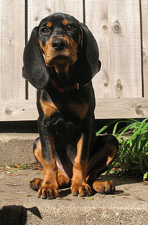 Tan and black Coonhound dog picture.PNG
