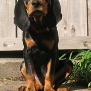 Tan and black Coonhound dog picture.PNG
