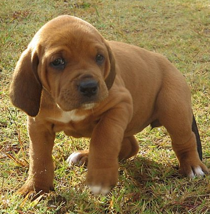 Tan Coonhound puppy picture.PNG

