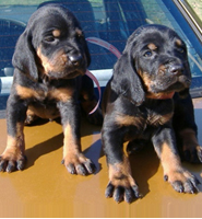 Coon Hound puppies picture.PNG
