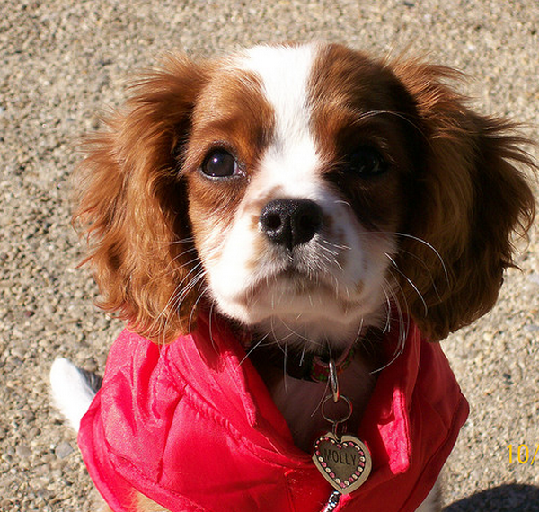 Pretty puppy picture of Cavalier King dog.PNG
