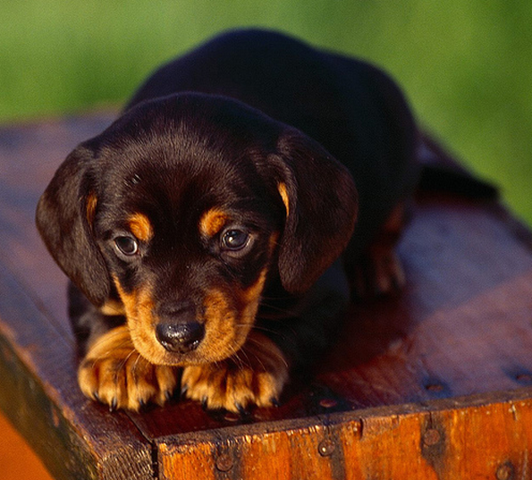 American Coonhound puppy pictures.PNG
