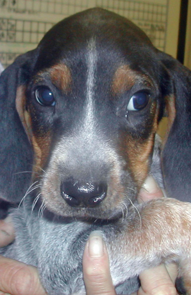Bluestick Coon Hound puppy images.PNG
