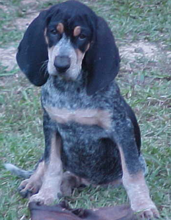 Bluestick Coonhound puppy playing.PNG
