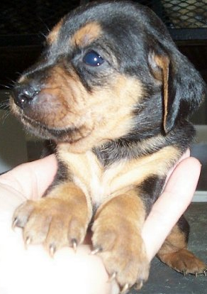 Close up picture puppy_American Coonhound puppy in tan and black with long ears.PNG
