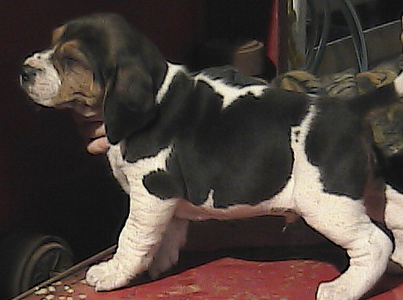Coon hound puppy pictures.PNG
