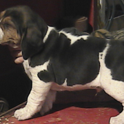 Coon hound puppy pictures.PNG
