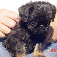 Brussel Griffon pup in black and tan spots
