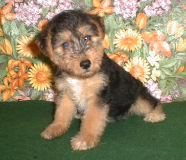 Brussel Griffon pup in black and tan
