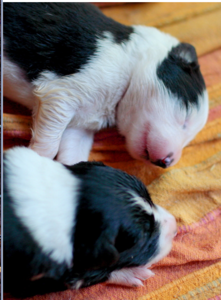 Collie puppies picture.PNG
