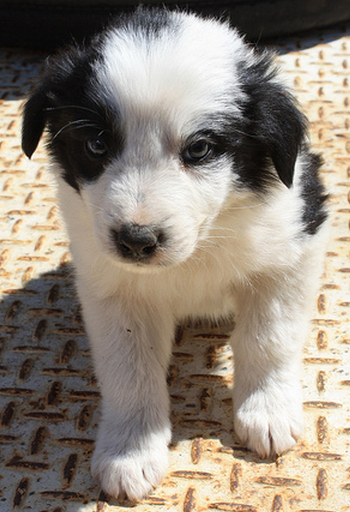 Collie puppy image.PNG
