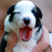 Collie puppy jawning.PNG
