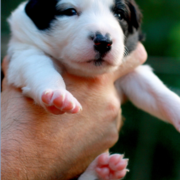 Collie puppy picture.PNG
