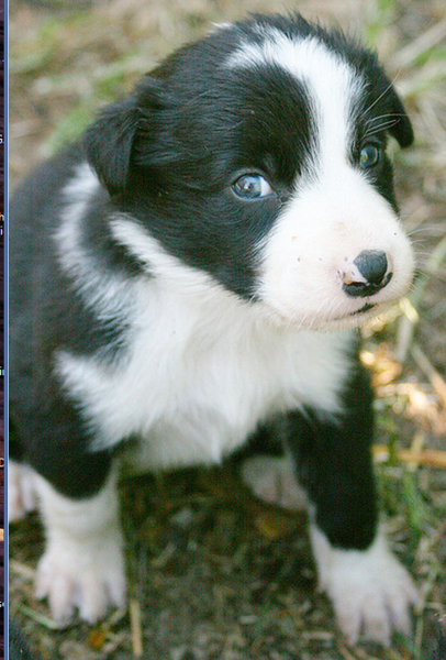 White and black Collie puppy picture.PNG
