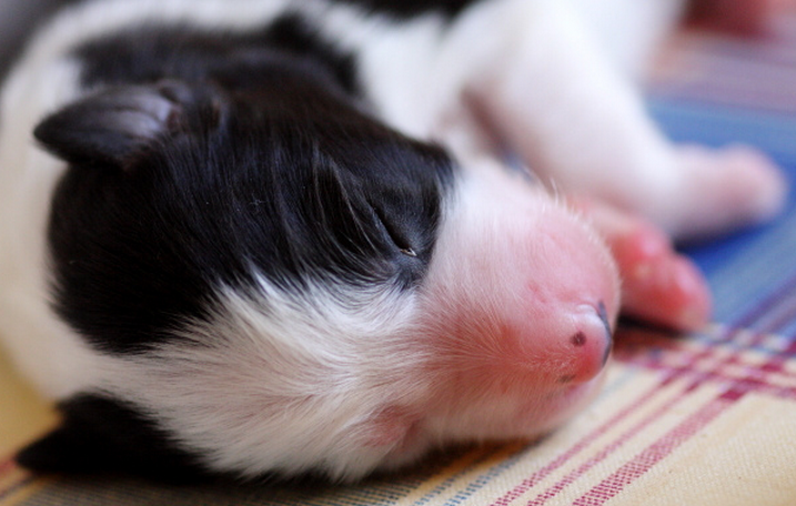 Young Collie puppy picture.PNG
