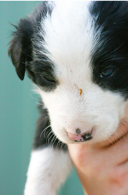 Black and white Collie puppy pictures.PNG
