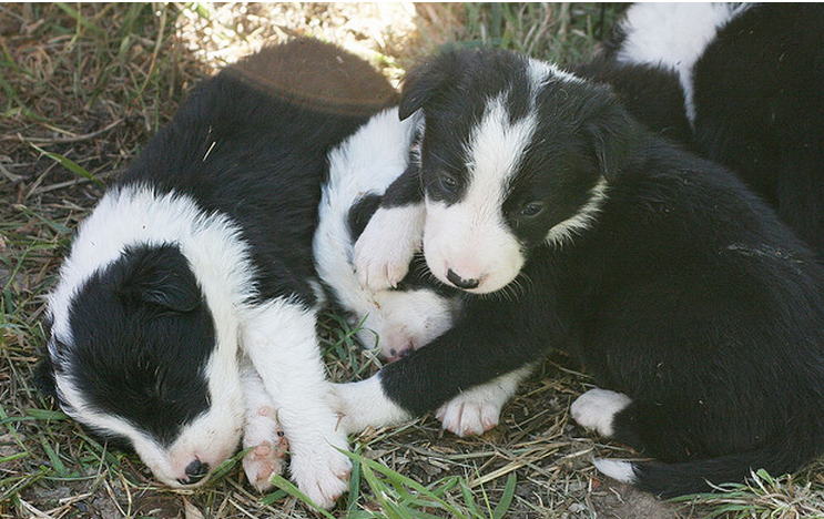 Border Collie puppies pictures.PNG
