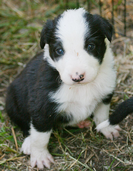 Border Collie puppy picture.PNG
