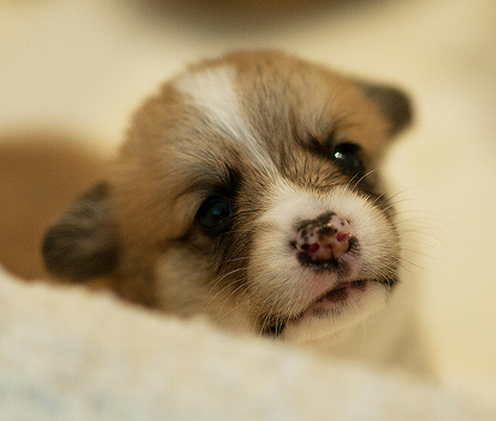 Cute puppy face picture of Corgi pup.PNG
