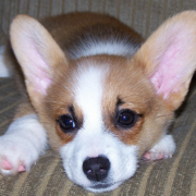 Long ear dog picture_Corgi puppy pics.PNG

